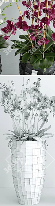 Orchid 6: High-Quality Flower 3D Model 3D model image 3
