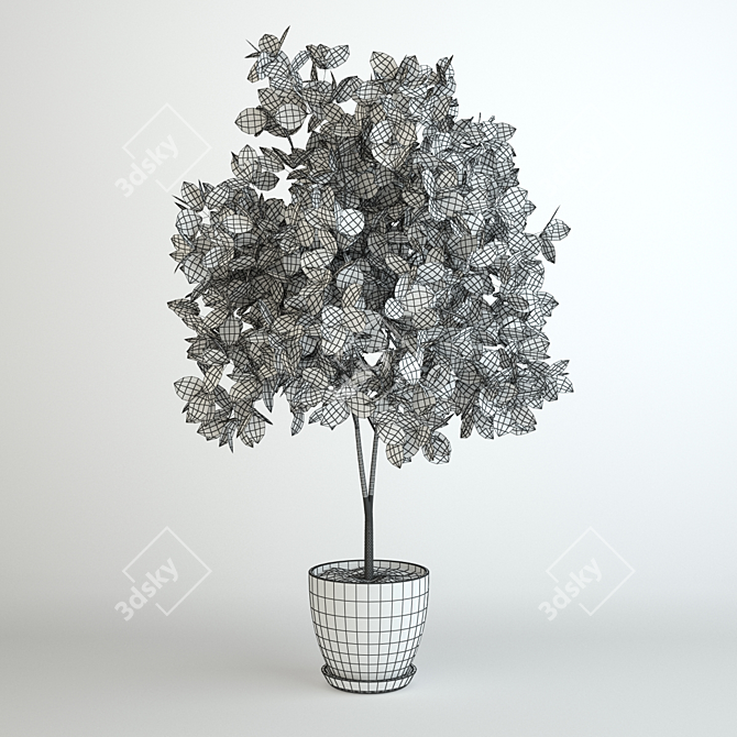 Elegant Benjamin Ficus Tree 3D model image 2