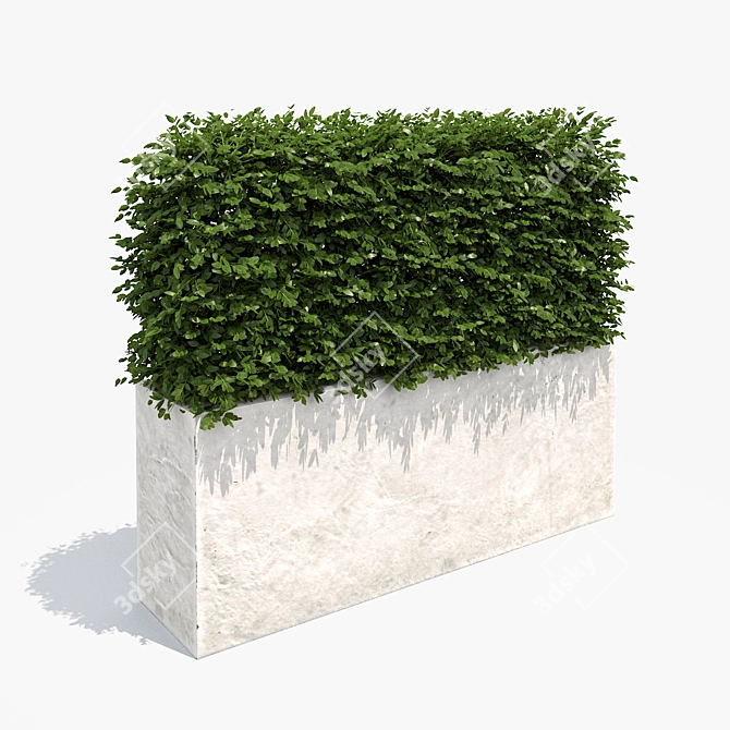 White Concrete Planter with Lush Hedge 3D model image 1