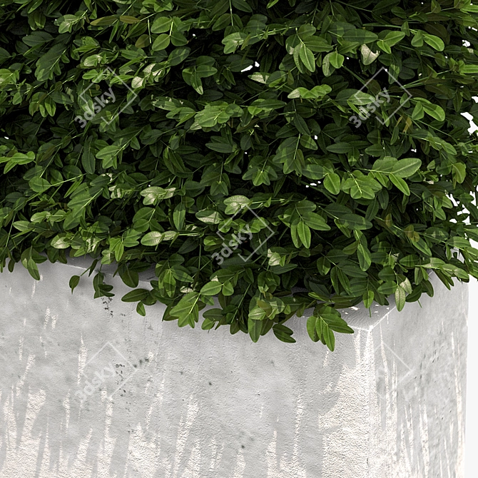 White Concrete Planter with Lush Hedge 3D model image 2