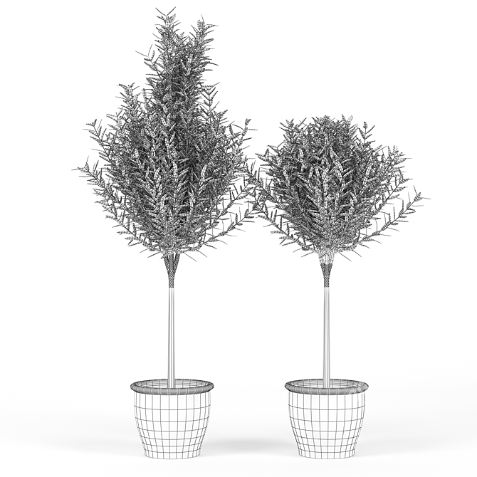 Elegant Olive Tree Model 3D model image 2