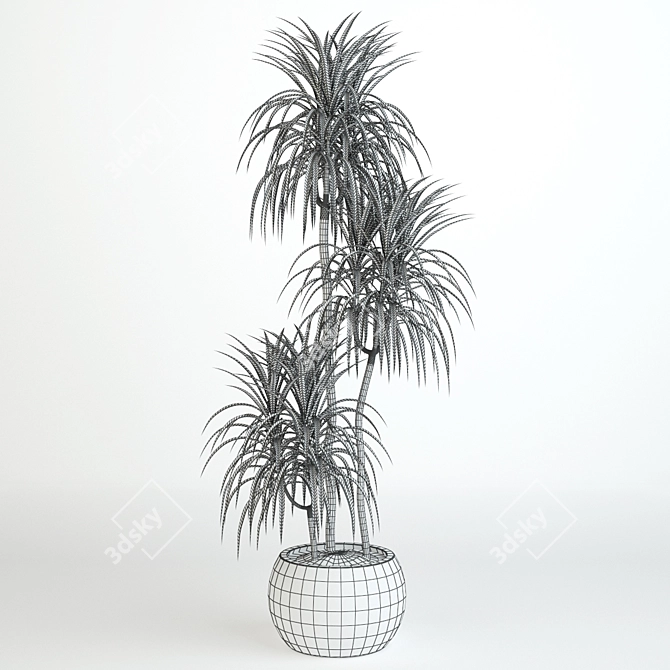 Tall Dracaena: 1060 mm 3D model image 2