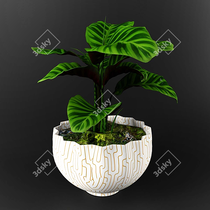 Stunning Calathea Zebrina: Perfect for Any Decor 3D model image 1