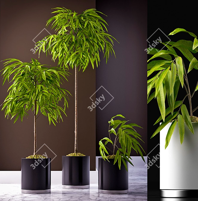 Tropical Foliage Ficus Alii 3D model image 1