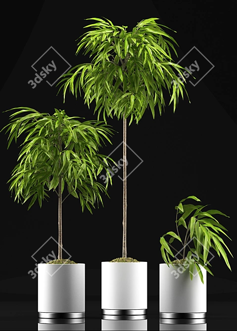 Tropical Foliage Ficus Alii 3D model image 2