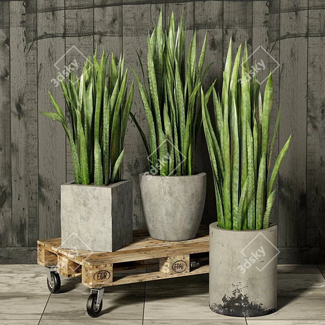 Rolling Sansevieria: Convenient and Stylish 3D model image 1