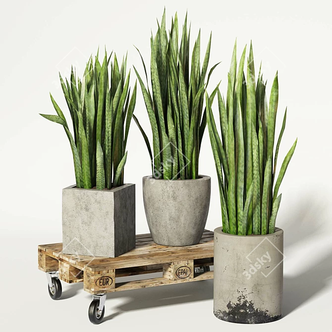 Rolling Sansevieria: Convenient and Stylish 3D model image 2