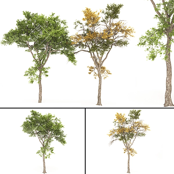 Autumnal Tree 3D Model | High Poly 3D model image 3