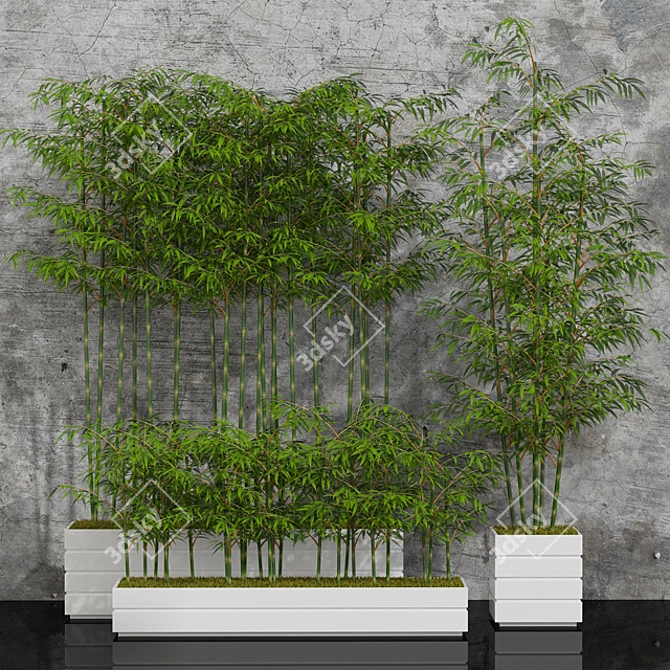 Minimalist Potted Bamboo Plant 3D model image 1