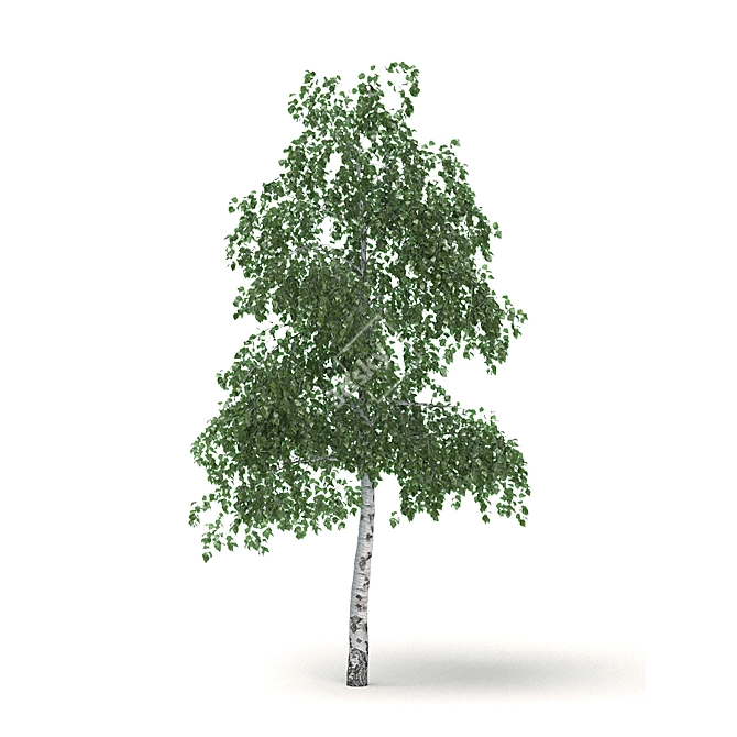 3D Birch Tree - Adjustable Leaf Color 3D model image 1