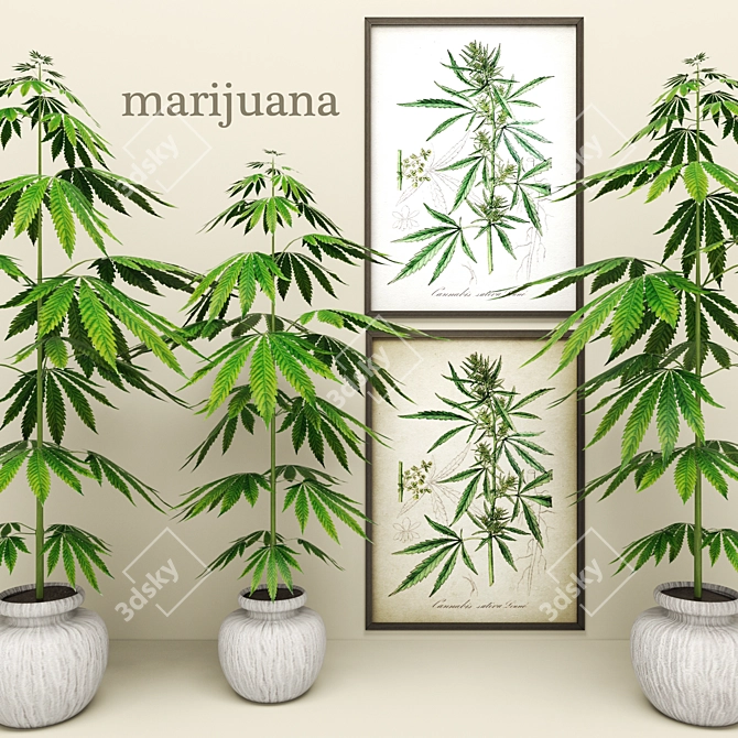 Marijuana Plant: Pot in a Picture 3D model image 1