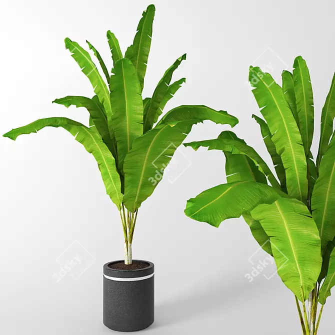 Tropical Bliss: Banana Palm 3D model image 1