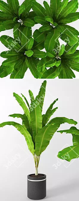Tropical Bliss: Banana Palm 3D model image 2