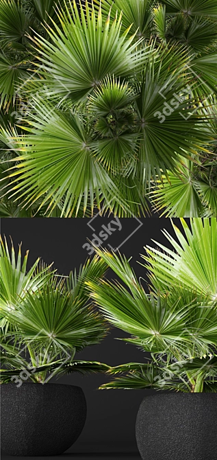 Delicious Edulis Palm 3D model image 2