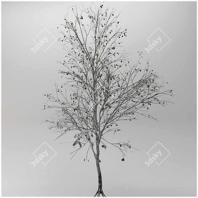 Winter Beauty Betula Tree 3D model image 1