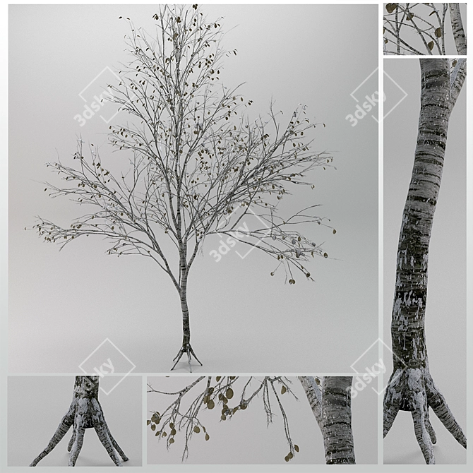 Winter Beauty Betula Tree 3D model image 2