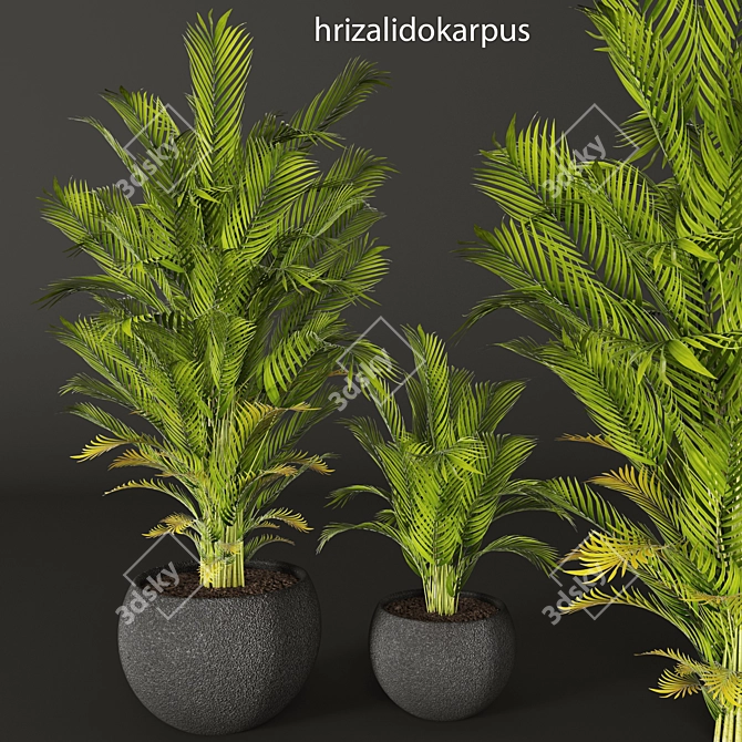 Tropical Beauty: Areca Palm 3D model image 1