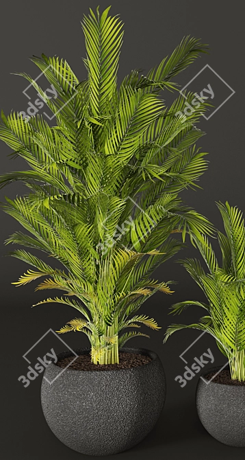 Tropical Beauty: Areca Palm 3D model image 2