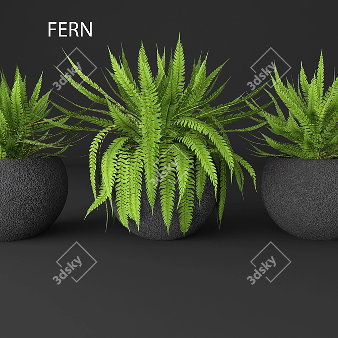 Elegant Fern Duo 3D model image 1