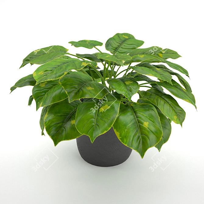 Lush Green Philodendron: A Stunning Evergreen Houseplant 3D model image 2