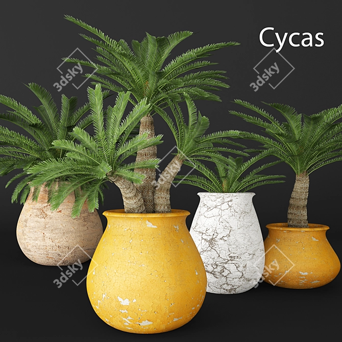 Elegant Cycas Plant Collection 3D model image 1