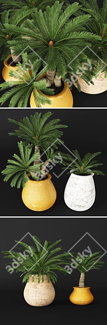 Elegant Cycas Plant Collection 3D model image 2