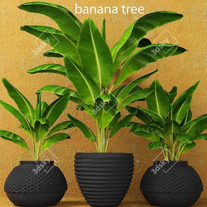 Tropical Banana Palm Trio 3D model image 1