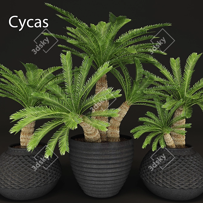 Tropical Charm: Cycas Palm Set 3D model image 1