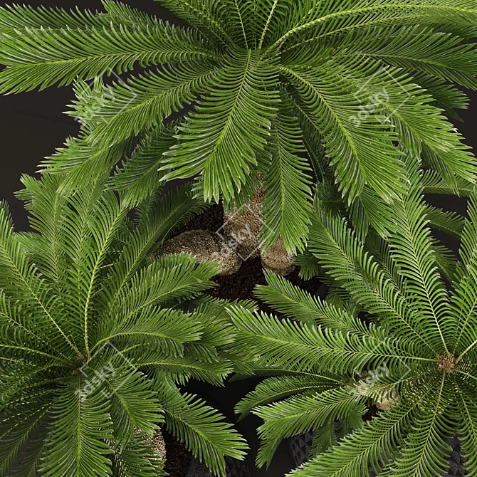 Tropical Charm: Cycas Palm Set 3D model image 2