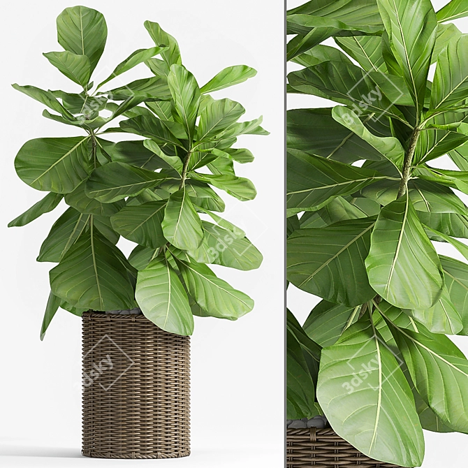 Lush Ficus Lyrata Palm: 2010-2012 Variant 3D model image 1