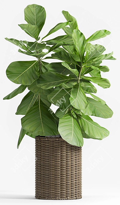 Lush Ficus Lyrata Palm: 2010-2012 Variant 3D model image 2