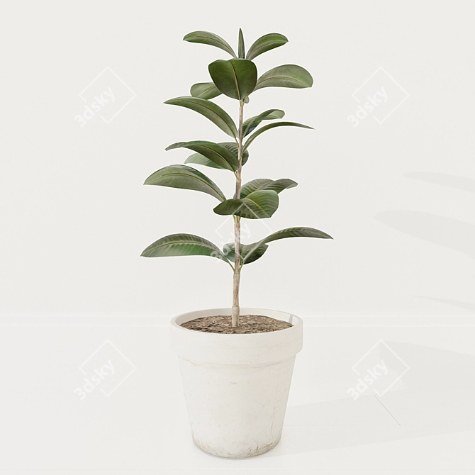 Concrete Pot Ficus 3D model image 1