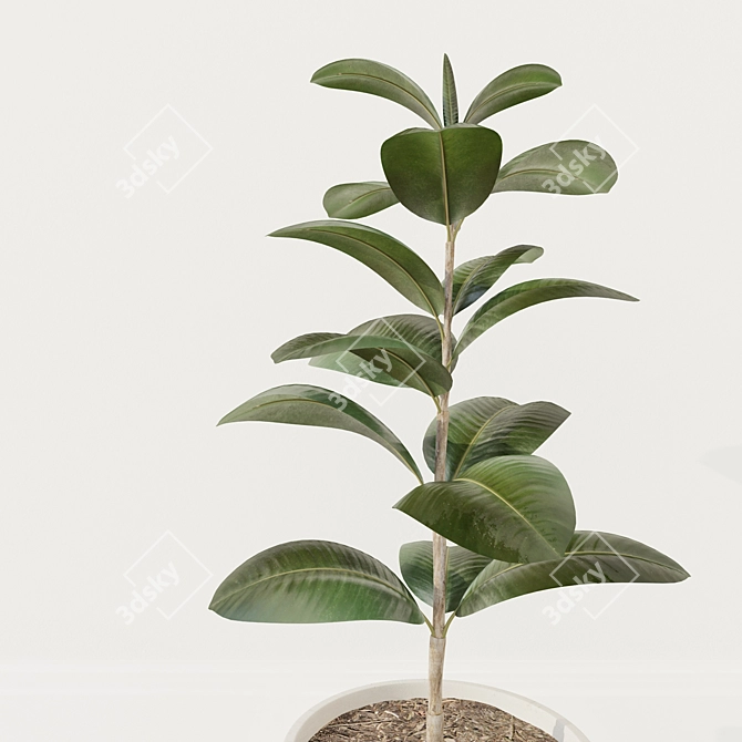 Concrete Pot Ficus 3D model image 2