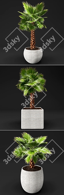 Washingtonia Palm Tree Set. 3D model image 2