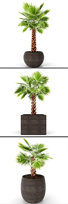 Washington Palm Tree Set 3D model image 2