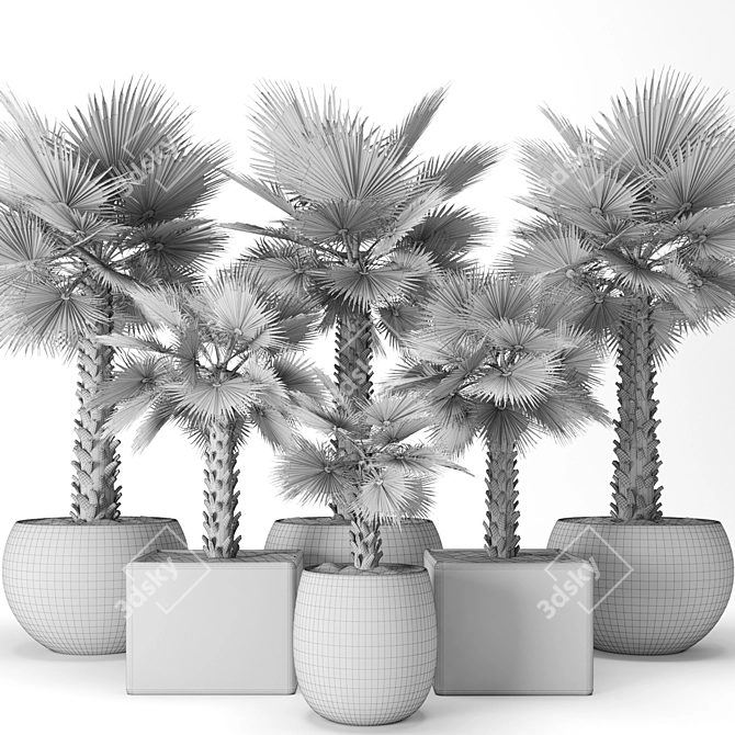 Washington Palm Tree Set 3D model image 3