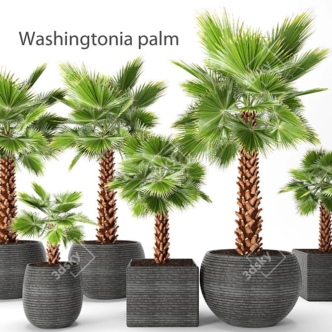  Washingtonia Palm Set. Brahea edulis. 3D model image 1