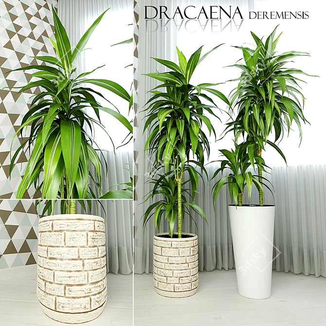 Exquisite Dracaena deremensis warnakii Plant 3D model image 1