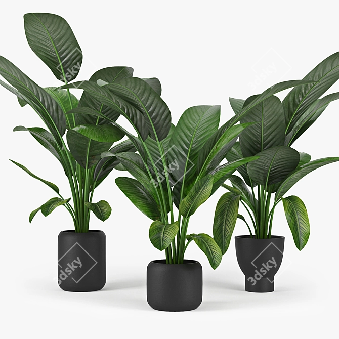 Exotic Palm Tree 3D Model 3D model image 1