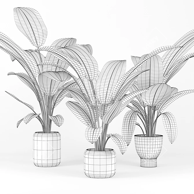 Exotic Palm Tree 3D Model 3D model image 2