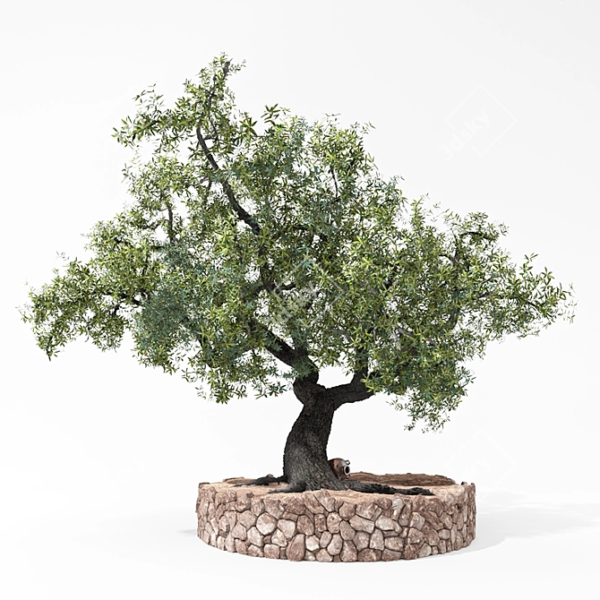 Windproof Olea Tree: Mediterranean Charm 3D model image 1