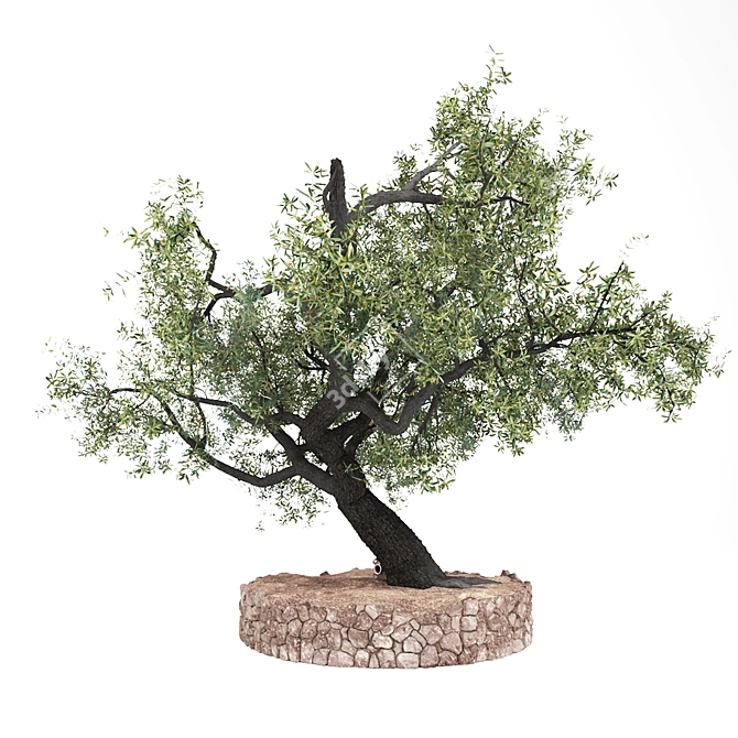 Windproof Olea Tree: Mediterranean Charm 3D model image 2