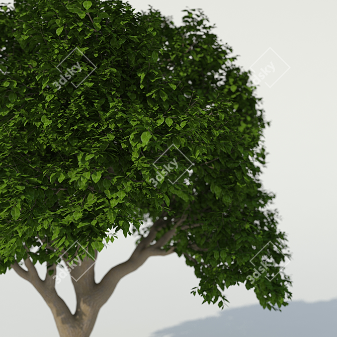 Exterior Tree: 3m Height, 2.8m Crown 3D model image 2