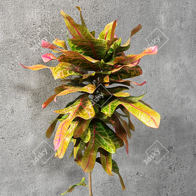 Lush and Vibrant Croton Plant 3D model image 2