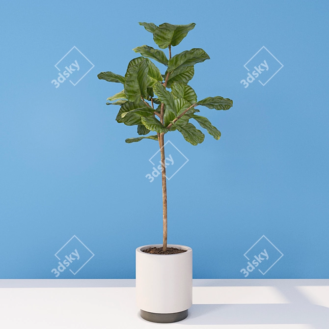 Evergreen Ficus: Vray-Ready 3D model image 2