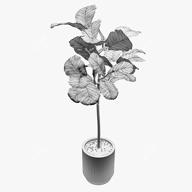 Evergreen Ficus: Vray-Ready 3D model image 3