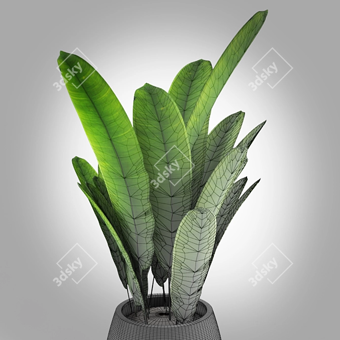 Tropical Vibes: Indoor Banana Tree! 3D model image 3