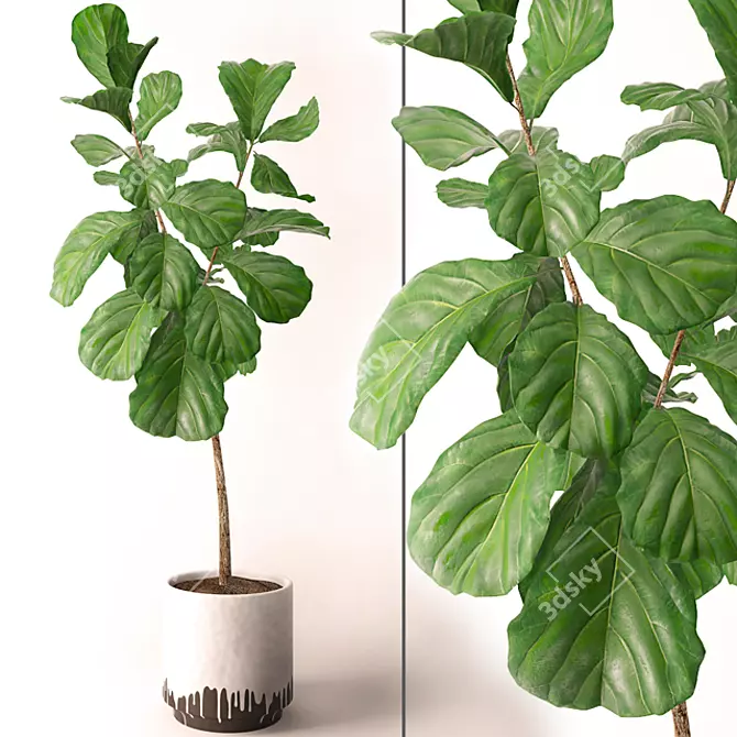 Exquisite Ficus Lyrata Model: 3DS Max & OBJ 3D model image 1