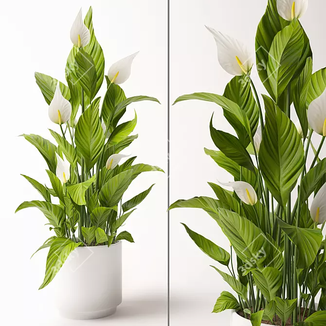 Elegant Spathiphyllum Plant Model 3D model image 1