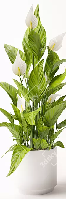 Elegant Spathiphyllum Plant Model 3D model image 2